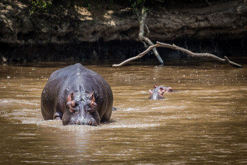 Uganda wildlife, Hippos
