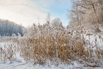 Snowy winter in Russia. Winter forest landscape with snow-covered trees and snowdrifts. Nizhny Novgorod