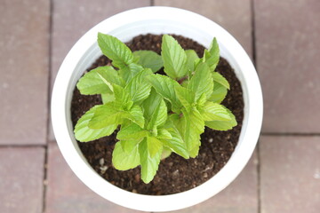 栽培中のミント