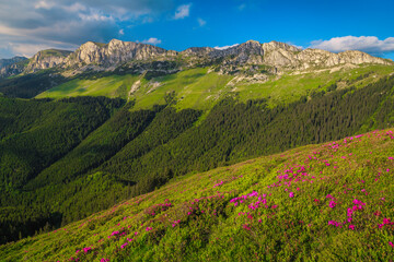Fresh pink rhododendron flowers in the mountains, Bucegi, Carpathians, Romania