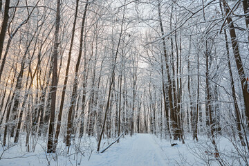 Snowy winter in Russia. Winter forest landscape with snow-covered trees and snowdrifts. Nizhny Novgorod