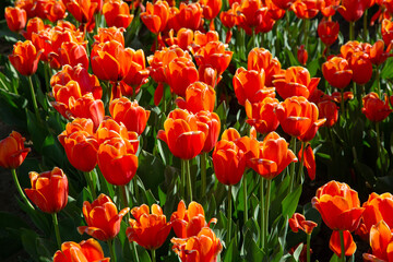 flowers in sunny garden