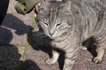 Obraz premium Curious cat face