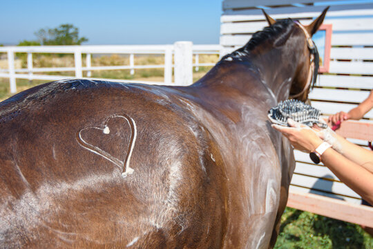 A heart is drawn on the thigh of a horse washed with shampoo