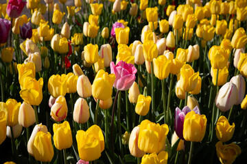Obraz premium flowers in sunny garden