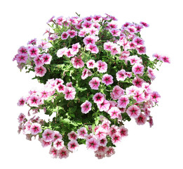 Tropical plant flower bush tree isolated on white background with clipping path