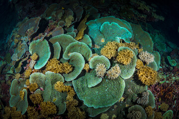 Scuba diving pristine coral reef ecosystem with lots of colorful corals and fish 
