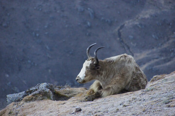 Wild Yak (Bos mutus) close to Gokyo Ri Peak watching into the sunrise.