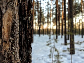 Forest sun