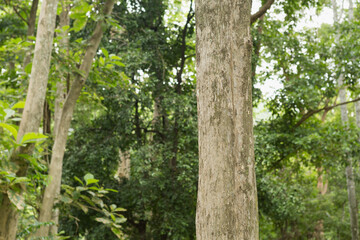 Teak tree in the forest with blurred background	