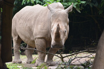 Naklejka premium The white rhinoceros or square lipped rhinoceros, Ceratotherium simum is the largest extant species of rhinoceros.