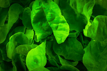 Fototapeta na wymiar green lettuce leaves with visible details. background or texture
