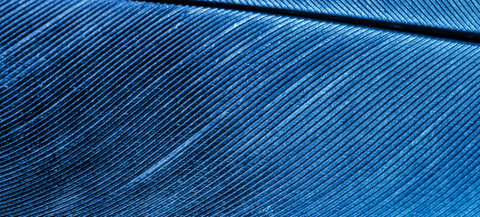 Naklejka na ściany i meble dove feather in blue color. background or texture