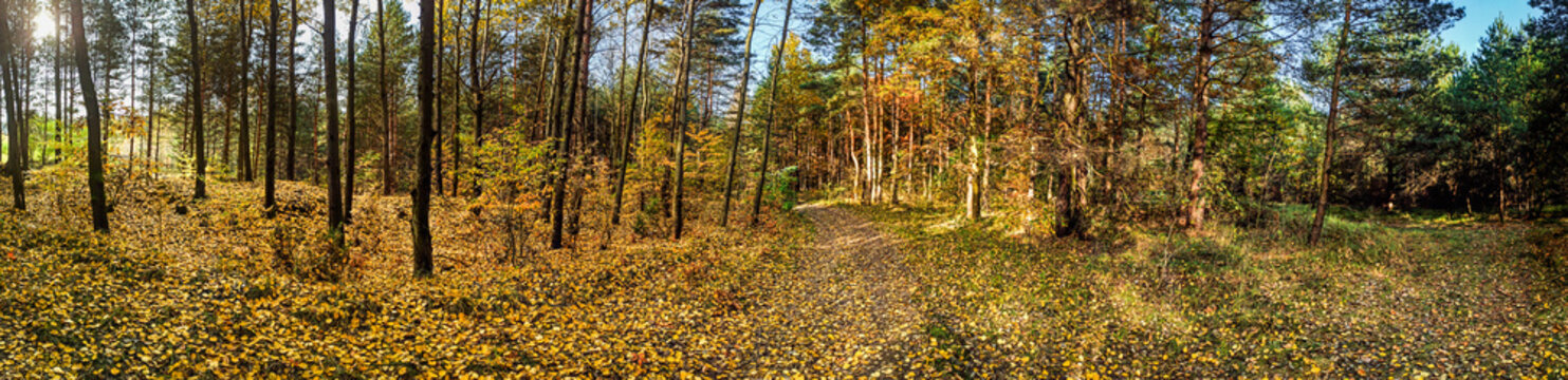 photos of autumn forest on a sunny day