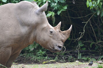 Obraz premium The white rhinoceros or square lipped rhinoceros, Ceratotherium simum is the largest extant species of rhinoceros.