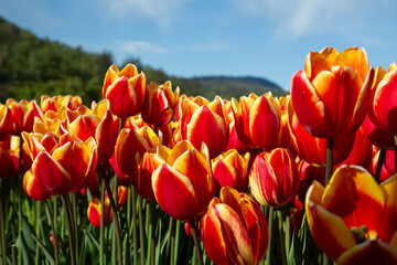 flowers in sunny garden