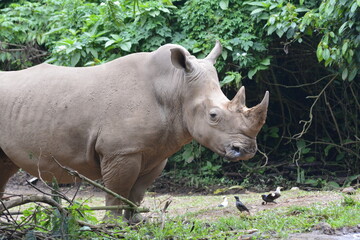 The white rhinoceros or square lipped rhinoceros, Ceratotherium simum is the largest extant species of rhinoceros.