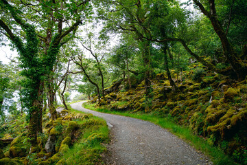 Glenveagh National Park, Donegal in Northern Ireland. Beautiful rough landscape with green moss forest, lake, park and waterfall, second largest park of the country. Gleann Bheatha in Irish language