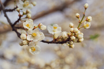 Twig with white cherry flowers in soft lighting