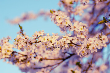 Fototapeta premium Twig with white cherry flowers with pink lighting