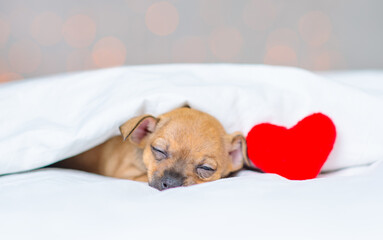 Fototapeta na wymiar A small red toy terrier puppy sleeps under a white blanket next to a plush red heart