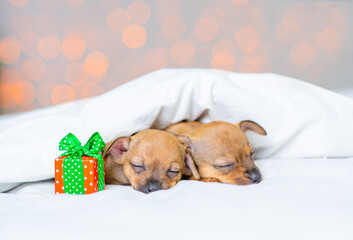 Two little toy terrier puppies sleep under a blanket on the background of a christmas tree