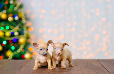 Fototapeta na wymiar A two toy terrier puppies are sitting on the floor against the background of a christmas tree