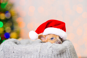 Toy terrier puppy lies in a box with a gray knitted blanket on the background of a Christmas tree in a Santa hat