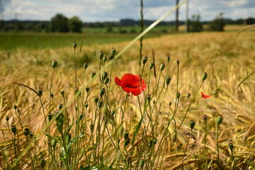 Klatschmohn Blüte und Knospen vor einem Kornfeld