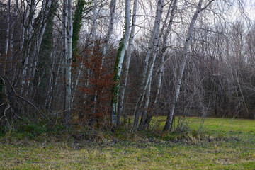 Winter in forest nature.