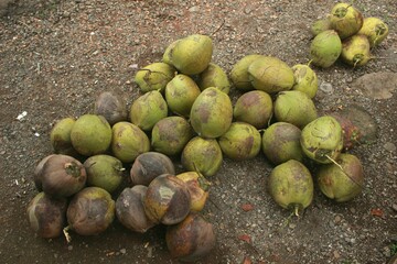fresh coconut fruit from the garden