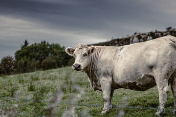ritratto di una mucca nei campi dell'isola di skye