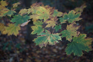 Autumn. Fall nature scene. Autumnal park.