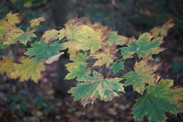 Autumn. Fall nature scene. Autumnal park.