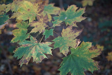 Autumn. Fall nature scene. Autumnal park.