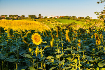 Beautiful sunrise in the countryside of Marche in a summer morning