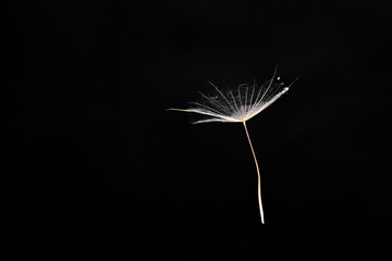Umbrella with weed seeds on a black background