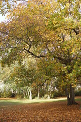 Naklejka premium Autumn. Fall nature scene. Autumnal park.