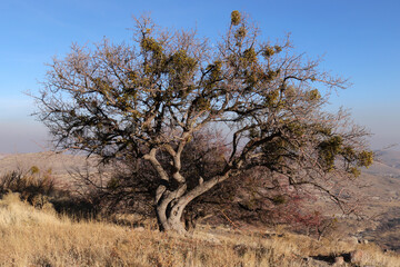 Mistletoe balls growing on a tree. Evergreen mistletoe (Viscum album).