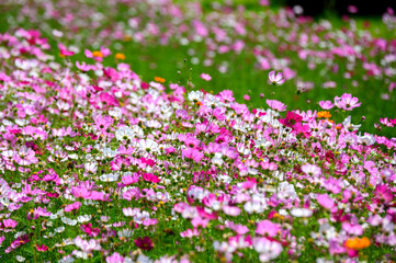 Field of cosmos flower.Orange, pink and yellow cosmos flowers are bloom,fresh natural color.