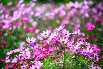 Field of cosmos flower.Orange, pink and yellow cosmos flowers are bloom,fresh natural color.