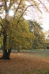 Naklejka premium Autumn. Fall nature scene. Autumnal park.