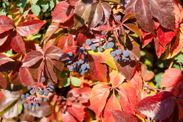 Autumn. Fall nature scene. Autumnal park.