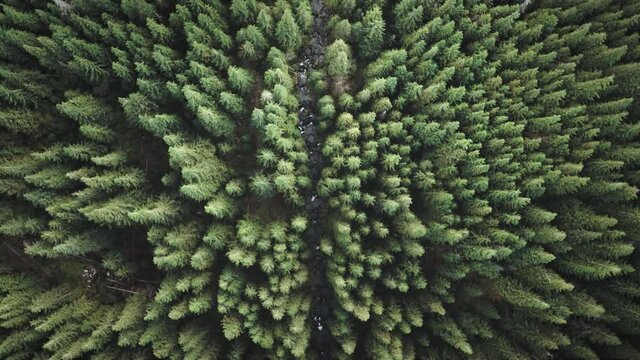 Top down aerial mountain river at green fir trees. Nobody nature landscape at autumn day. High greenery pine forest on mount ridges. Cinematic vacation at Carpathians randges, Ukraine, Europe