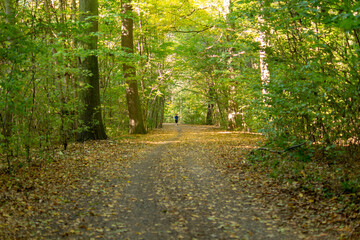 Autumn. Fall nature scene. Autumnal park.