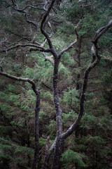 Lovely image of ancient tree in woodland in Winter in Scotland