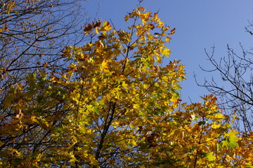 Autumn. Fall nature scene. Autumnal park.
