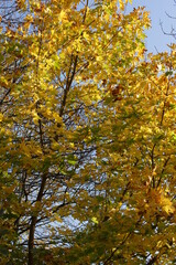 Autumn. Fall nature scene. Autumnal park.