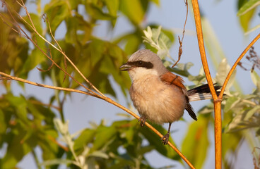 Red-backed shrike, Lanius collurio. The male bird sits on the stem of the plant and sings