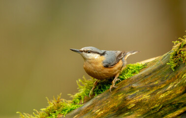 Nuthatch, Scientific name: Sitta Europaea, in natural woodland habitat, perched on moss covered log, alert and facing left.  Clean background.  Close up.  Horizontal.  Space for copy.